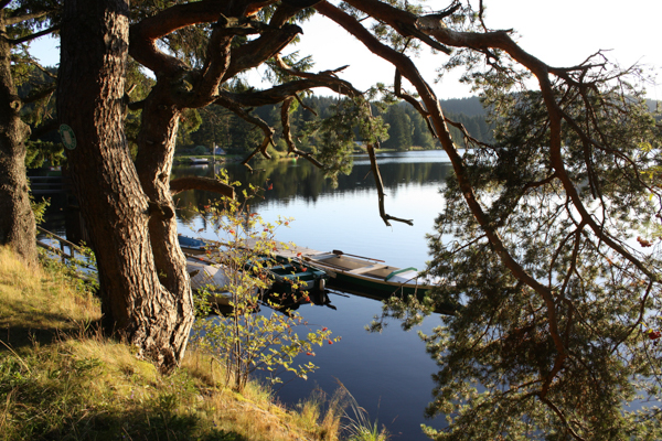 Stimmung Wald und Wasser Music in the Woods